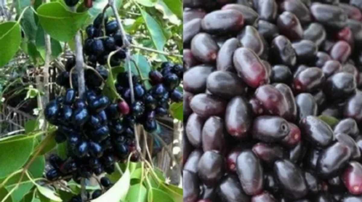 ‘जामुन’ खाने से और भी स्वस्थ हो जाता है शरीर, जानिए इसके अनगिनत फायदे